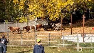 Rodeo escape: See the moment 7 bulls were corralled in a Mass. backyard