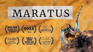 MARATUS: award-winning peacock spider documentary