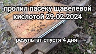 результат обработки пчёл щавелевой кислотойчем обработать пчёл от клеща? #беларусь #осиповичи