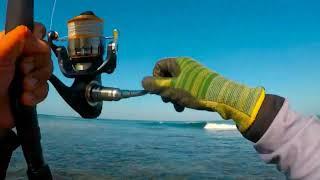 Bluefish Hunting Oman funny action watch till end