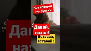 Кот говорит на русском языке "Вставай,нахал! Давай,давай!" В описании ссылки на др говорящих котов