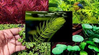 10 Best Plants For Betta Fish Tank And 4 Plants Should Avoid!