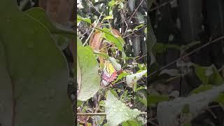 Beautiful Butterfly  #freedom #nature #butterfly