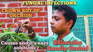 CROWN ROT : Causes and it's easy solutions।।Fungal infection in rainy seasons।।Sandip Orchid।।