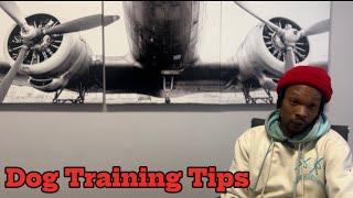 Xl American bully breeder gives tips on dog training.