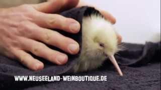 White Kiwi