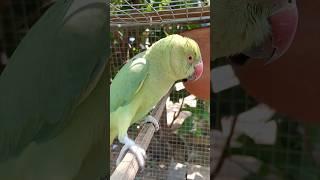 breeding time angry sound of ringneck parrot #ringneck #parrot #shorts