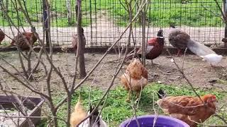 Enjoy feeding birds in the Victory park in Odessa, Ukraine