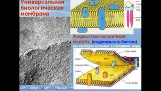 Цитоплазма. Видео лекция С.М.Зиматкин (2)