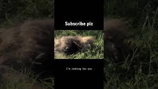 ScarFace Lion last video emotional #animals #wildlife #nature #trending #ytshorts #scarface #shorts