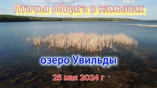 Гнезда в камышах на озере Увильды 25 мая 2024