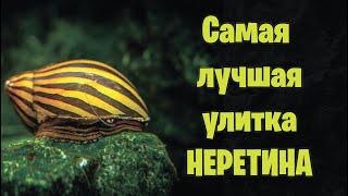 НЕРЕТИНА самая полезная улитка - аквариумистика