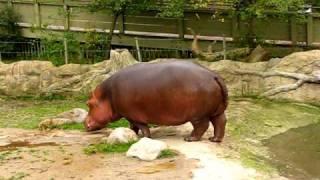 Hippo gets explosive diarrhea.