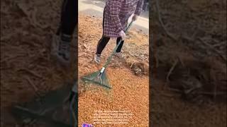 Cleaning peanuts: removing debris after harvesting