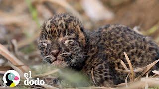 Pequeño cachorro de leopardo se reúne con su mamá | El Dodo