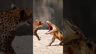 Cheetah VS Crocodile Meet in The Wild!
