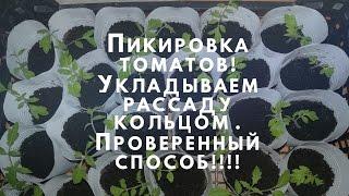 Этап 6. Пикировка томатов Укладываем томаты кольцом Проверенный способ!