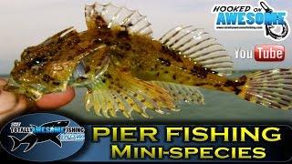 Pier fishing for beginners - MINI-SPECIES!! - TAFishing Show