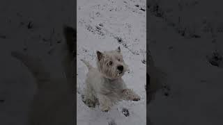 westie  puppy west highland white terrier