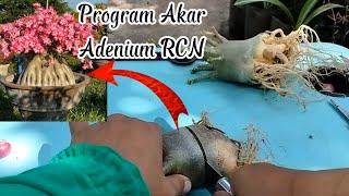 Program Akar Adenium RCN. RCN Adenium Root Program.