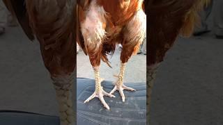 aseel murga #aseelmurga #shorts #shortsfeed #youtubeshorts #fyp #birds