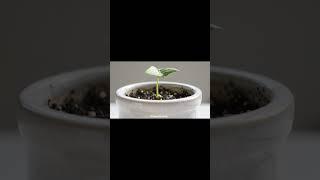  "40 Days of Growth: A Bean Sprout’s Life in Time-Lapse" ⏳
