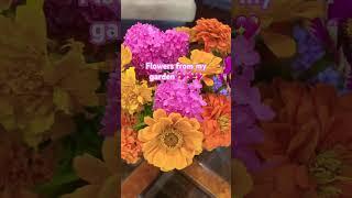 I love flower’s #mygarden #flowers #marigold #zinnia #hydrangeas #montreal #canada #laniwonderwoman