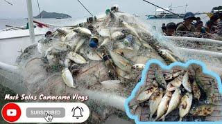 Net Fishing || Bigeye Cad/Matambaka @ Canipo Island, Coron Palawan