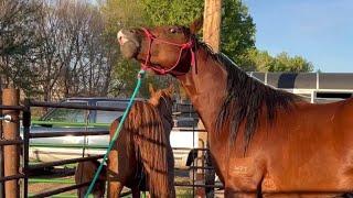 Hand-Breeding A Mare With Young Stallion Riggs