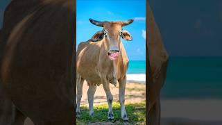 cow amba #cow #amba #cowvideo