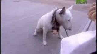 Breed All About It - Bull Terrier