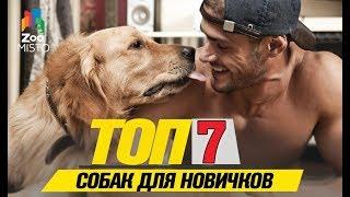 Топ 7 собак для новичков | Top 7 dogs for beginners