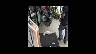 #urmah cats