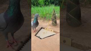 Effective Creative Bird Trap Using Paper And Bamboo Shoot #youtubeshorts