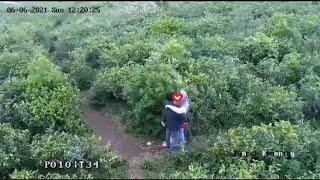 Terciduk, Dua Remaja Terekam CCTV Ketahuan Mesum di Kebun Teh Kemuning