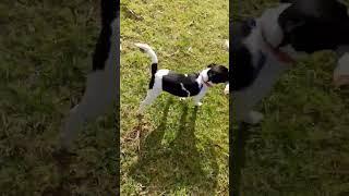 Happy Mini Fox Terrier with a big stick! #happydoggy #dog #foxy #cute