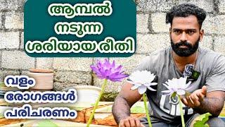 ഇത്രയും ശ്രദ്ധിച്ചാൽ മതി /ആമ്പൽ Waterlily cultivation at home