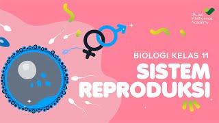 BIOLOGI Kelas 11 - Sistem Reproduksi (PART 1) | GIA Academy