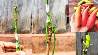 Mango Grafting New technique ! How to graft mango tree | Grafting Mango tree