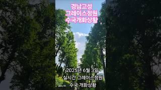 2025년6월3일그레이스정원 실시간 수국개화상황 경남고성수국명소