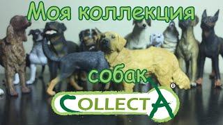 Collecta dogs/Собаки коллекта ОБЗОР