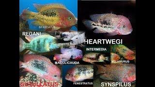 Types of Vieja CICHLIDS Species -  Vieja  Cichlid Fish