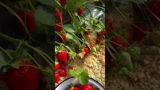 Ягодка сейчас крупная вкусная и сладкая #garden #gardenlife #дача #огород #shorts
