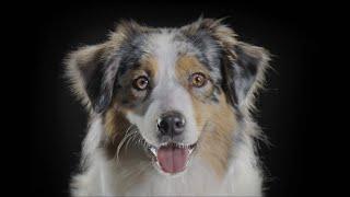 Fuel Your Active Dog with Purina Pro Plan Sport Performance Dog Food