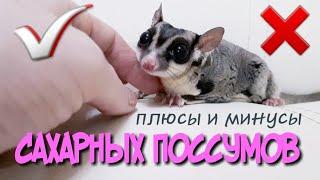 ПЛЮСЫ И МИНУСЫ САХАРНЫХ ПОССУМОВ.