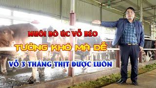 Hé lộ kỹ thuật nuôi bò vỗ béo nhanh nhất || Mô hình nuôi bò Úc vỗ béo  - nghề thu lãi cao