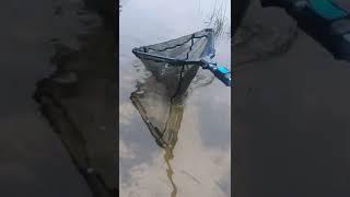 The BEST Time For Trout Fishing??!!?? #shorts #fishing #troutfishing #trout