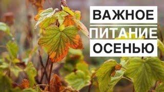 Чем, обязательно, нужно подкормить осенью  смородину?