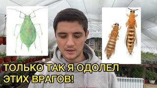 Трипс, тля, белокрылка не устоят от такой схемы борьбы с ними!