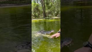 Dino, our biggest gator ￼#gator #Alligator #animals #dangerous #reptile